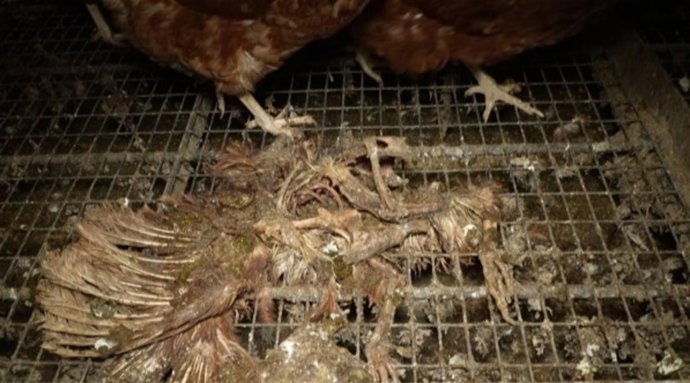 Imágenes de la granja denunciada.