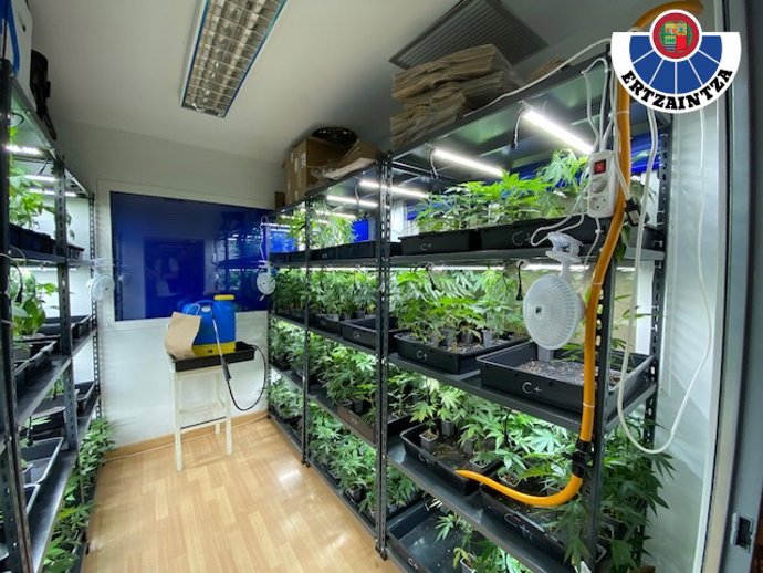 Plantas de marihuana encontradas en un operativo en Astigarrga y Hernani