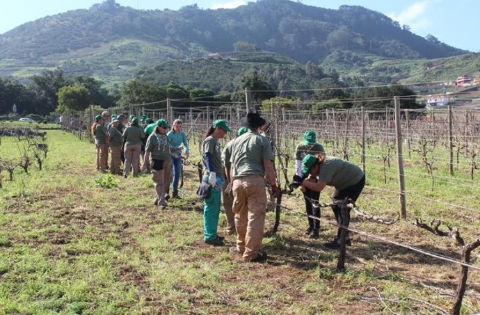 Archivo - Proyecto de empleo en Tegueste