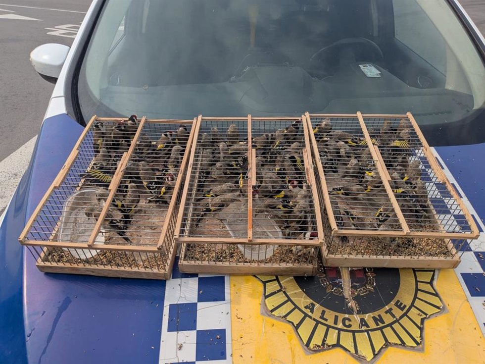 Detenido acusado de un delito contra la fauna al querer transportar 83 jilgueros a Argelia
