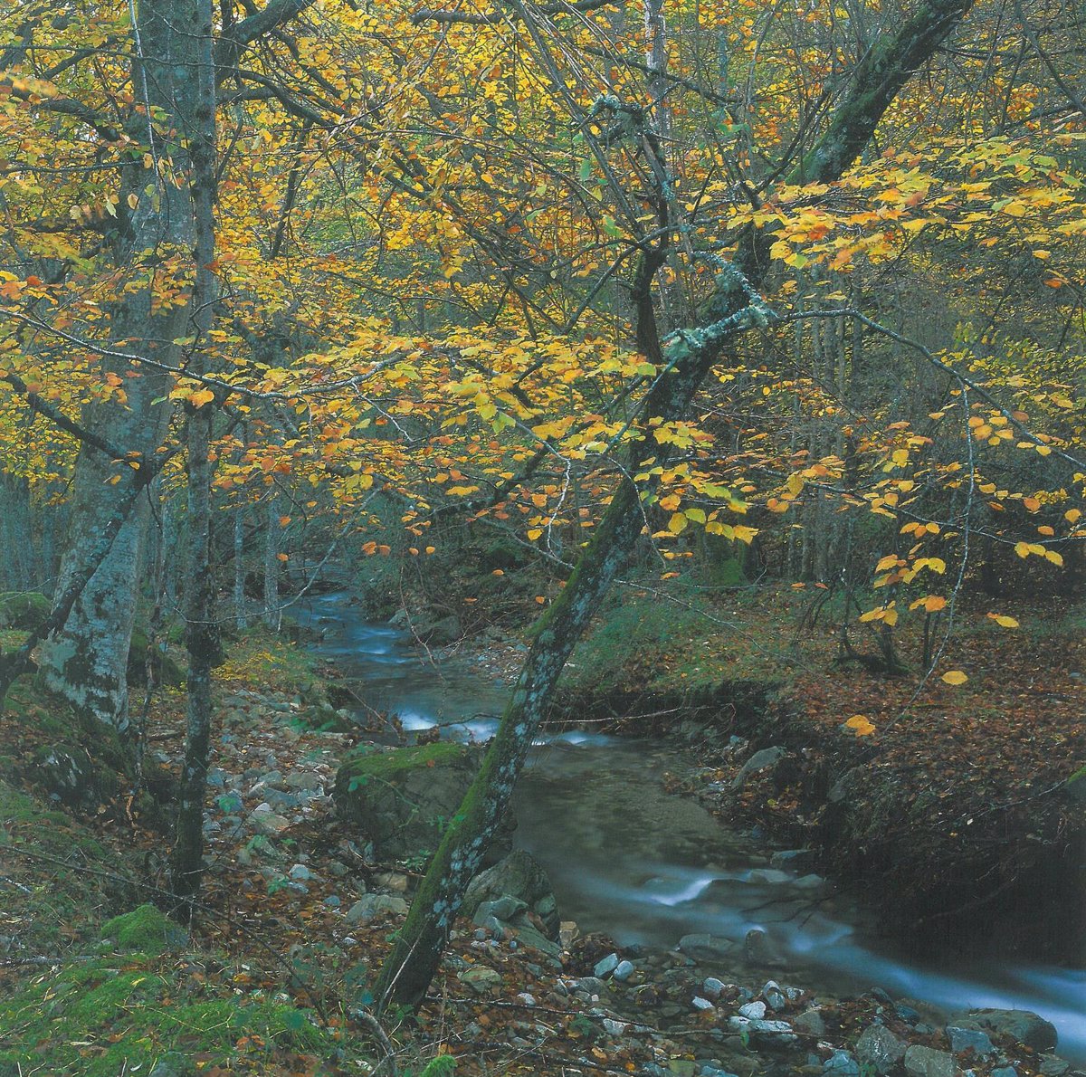 Un estudio concluye que la selvicultura favorece la diversidad micológica y la supervivencia de los bosques