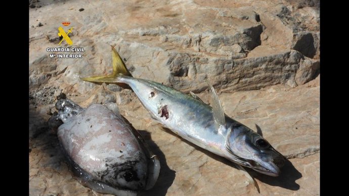 Peces intervenidos por la Guardia Civil en la operación contra la pesca ilegal