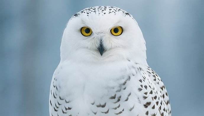 Ejemplar de un búho nival