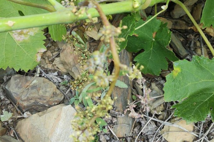 Imagen de la plaga del parásito mildiu en los cultivos de vid.