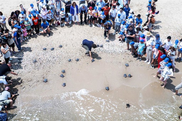 Entran al mar las 21 tortugas nacidas del nido de Valencia de 2024