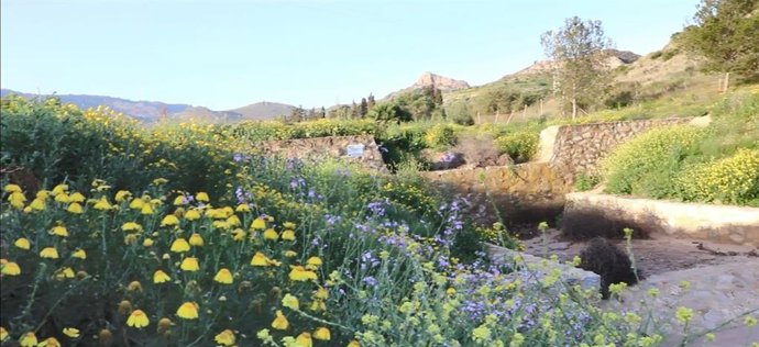Flores plantadas enramblas mineras de la Región de Murcia
