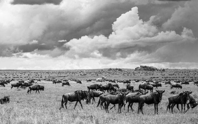 Gnus se alimentando em uma savana