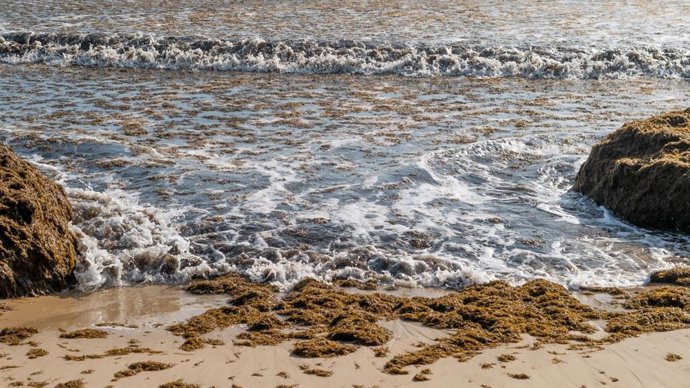 MITECO dice que son las CCAA las que deben preparar planes de gestión de biomasa del alga exótica Rugulopteryx okamurae.