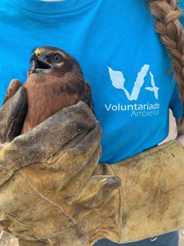 Ave rapaz en uno de los centros de recuperación de animales silvestres.