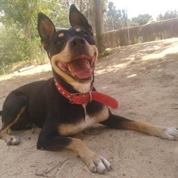 Archivo - Lola espera ser adoptada desde el Centro de Protección Animal del Ayuntamiento de Madrid
