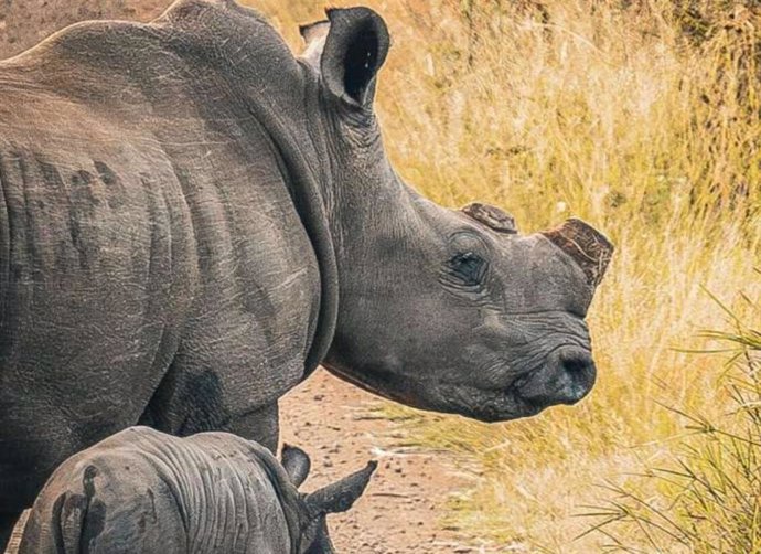 Rinoceronte blanco madre y cría descornados, región del Gran Kruger.