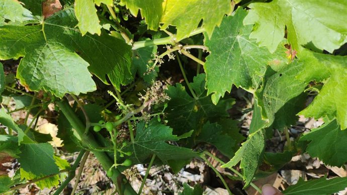 Afectación por el hongo mildiu en los viñedos de la provincia de Málaga.