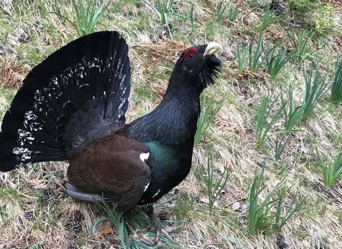 Archivo - Urogallo, especie en peligro de extinción.
