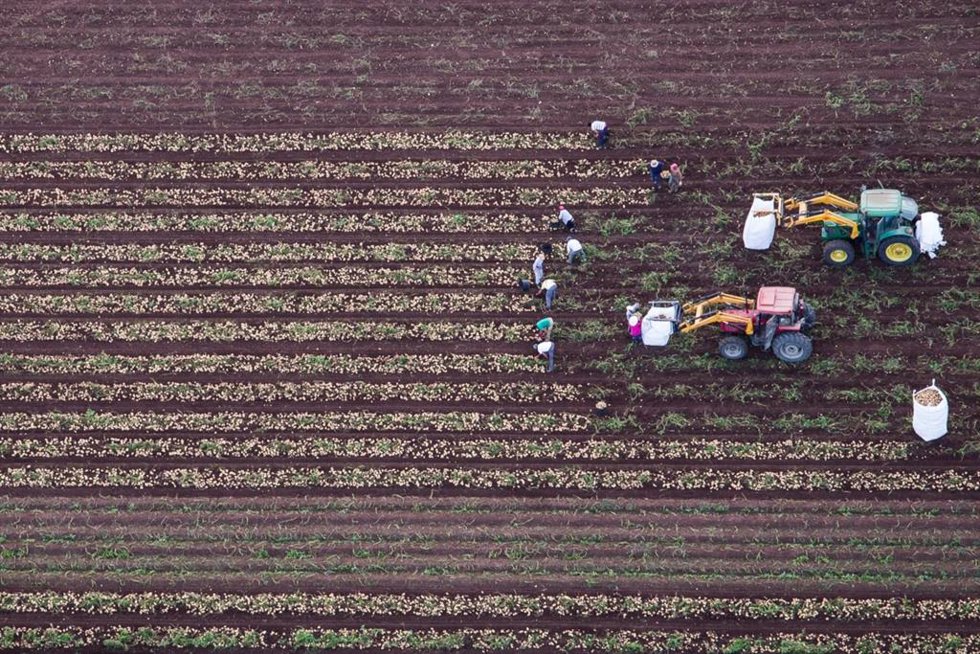 Campo de patatas.