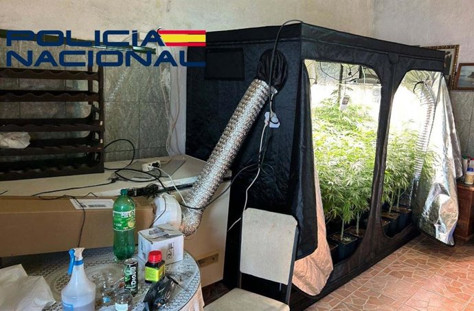 Cultivo de marihuana en una garaje en Mérida