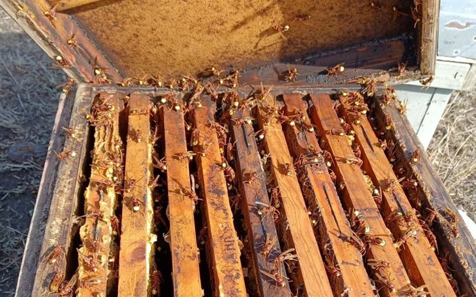 Imagen de ejemplares de avispón oriental.