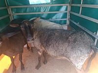 Desarticulado un grupo criminal dedicado al robo de animales en explotaciones ganaderas de la provincia de Lugo