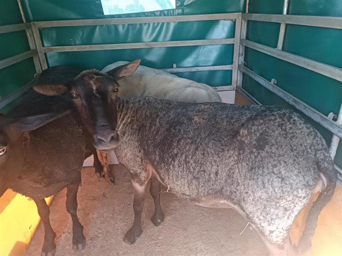 Desarticulado un grupo criminal dedicado al robo de animales en explotaciones ganaderas de la provincia de Lugo