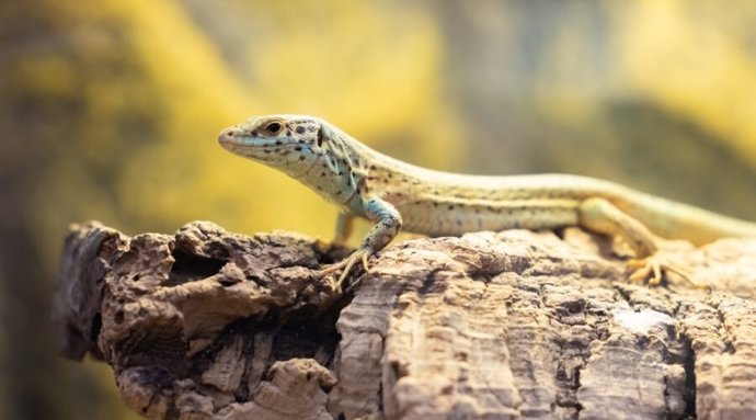 Ejemplar de lagartija de las Pitiusas