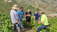 UPA Málaga advierte de "pérdidas de hasta el 80% de producción de uva en la comarca de la Axarquía" y reclama ayudas