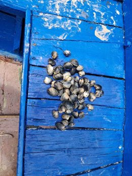 Almejas intervenidas por la Policía Local de Vigo en un dispostivo de vigilancia y control del furtivismo en playas de Teis.