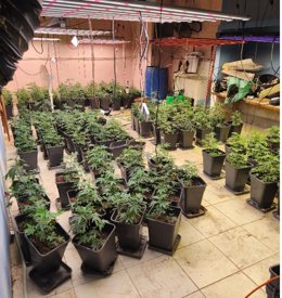 Desarticulada una organización criminal dedicada al cultivo interior de marihuana.