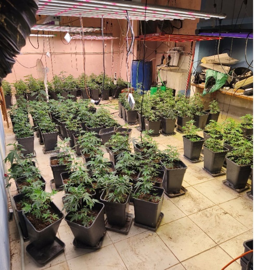Desarticulada una organización criminal dedicada al cultivo interior de marihuana.