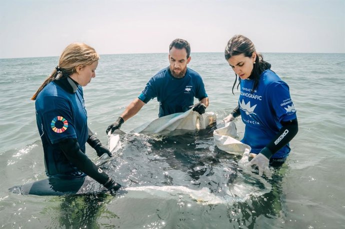 El equipo de rescate de la Fundación Oceanogràfic asiste a una manta de dos metros tras varar dos veces en Cullera