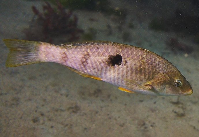 Uma fêmea do peixe spotted/paketi (uma espécie endêmica de labrid) no Gemmell Laboratory da Universidade de Otago.