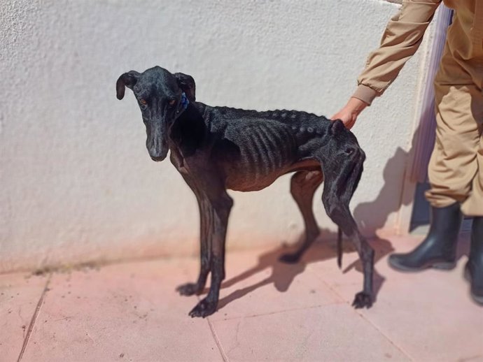 Galgo Coco, rescatado por la protectora.