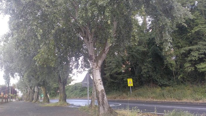 Arboles en Bretón de los Herreros de Haro