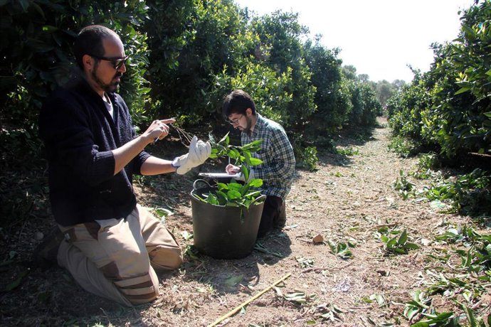 Archivo - Imagen de archivo de trabajo de campo del IVIA