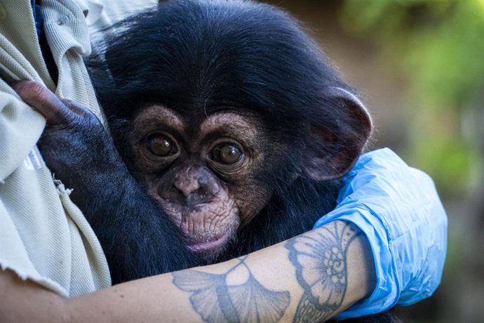 El chimpancé nacido en Bioparc prosigue "con éxito" la última fase de cuidad con contacto humano