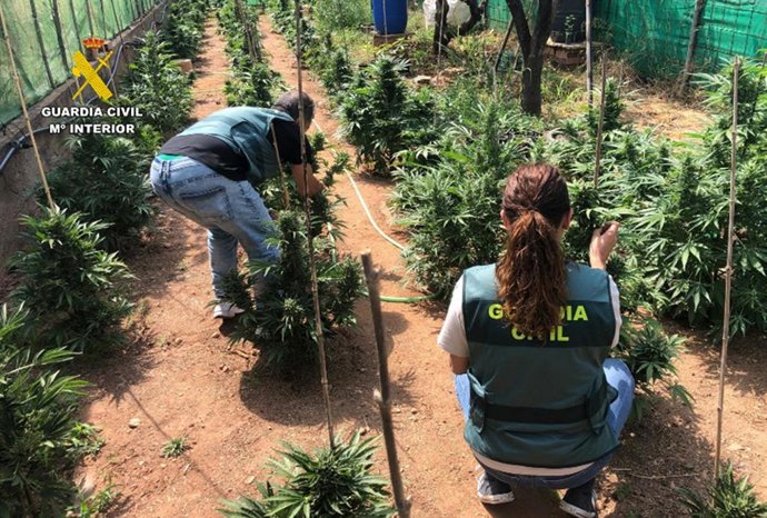 Aprehensión de plantas de marihuana en una finca de Vélez de Benaudalla (Granada).