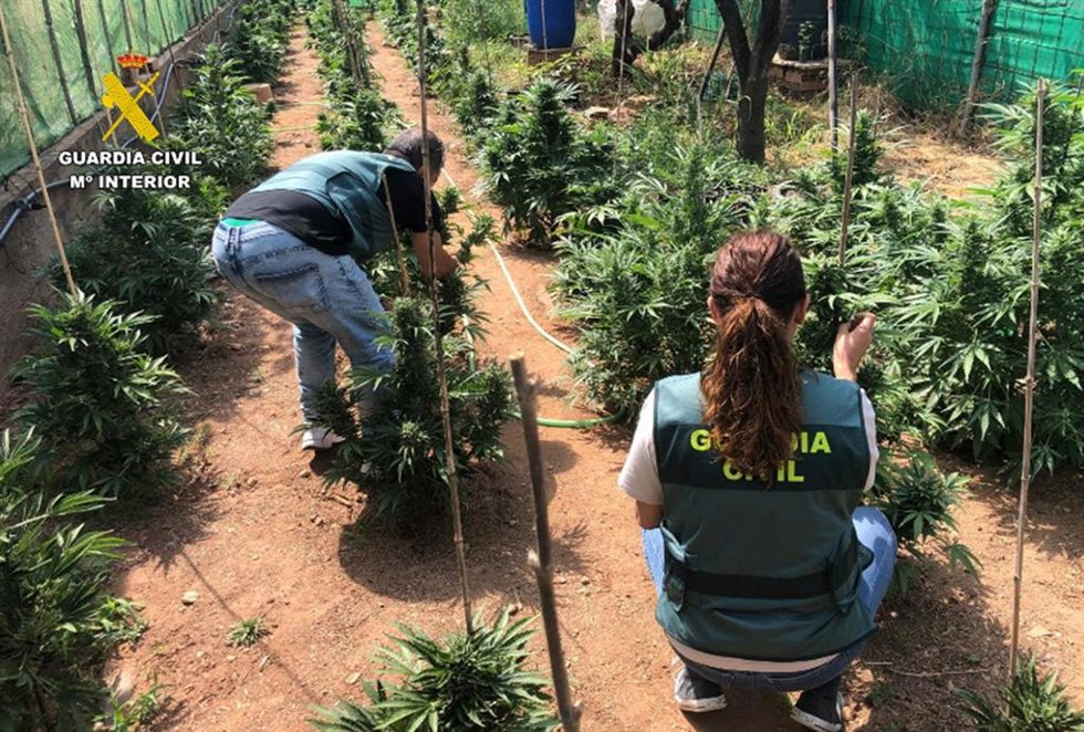 Aprehensión de plantas de marihuana en una finca de Vélez de Benaudalla (Granada).