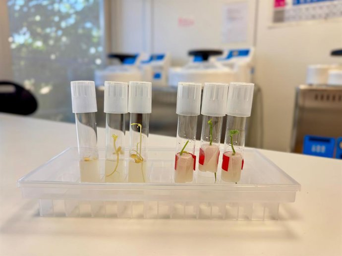 Ivace+i Innovación financia el desarrollo de una tecnología que optimiza la edición genética para mejorar las propiedades de los cítricos