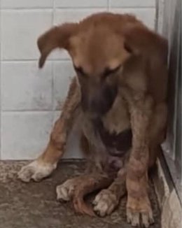 Perro detectado con rabia en Melilla.