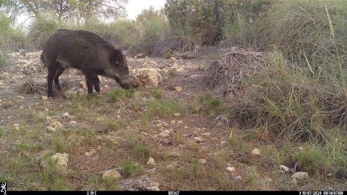 Jabalí en la zona del Parque Regional de Sierra Espuña (cámara de fototrampeo).