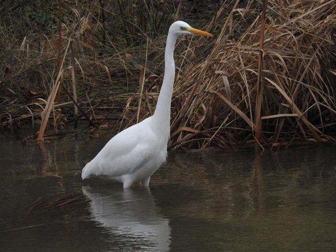 Ardea Alba