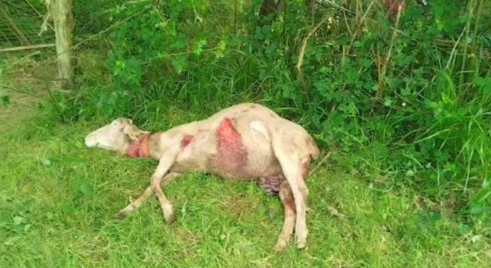 Oveja muerta en Navelgas (Tineo) por el ataque de un lobo.