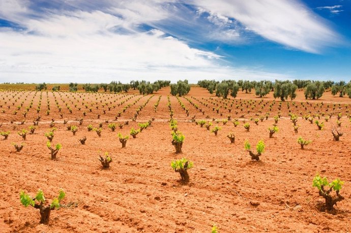 Viñedo.