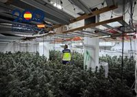 Desmantelada una plantación con unos 100 kilos de marihuana en Sanlúcar (Cádiz)
