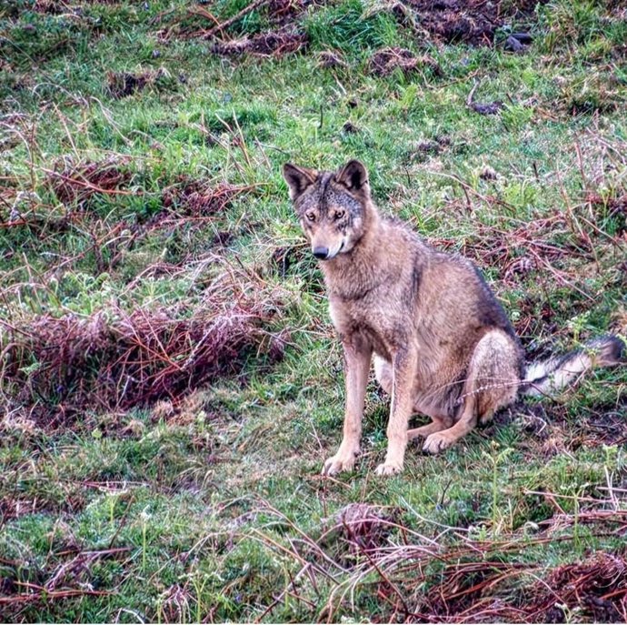 La loba en avanzado estado de gestión y que habría sido abatida en la comarca del Besaya