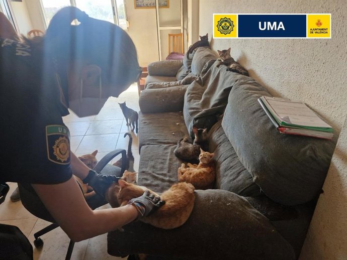 Imagen de los gatos rescatados