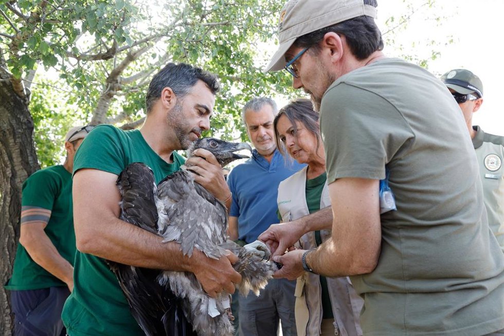 La consejera de Sostenibilidad y Medio Ambiente, Catalina García (2d), junto a un ejemplar de quebrantahuesos
