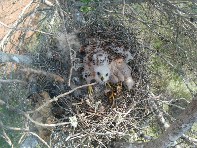 Un pollo de milano real.
