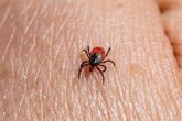 Foto: Por qué los dueños de mascotas tienen más riesgo de sufrir la enfermedad de Lyme, según la Fundación SOS Lyme