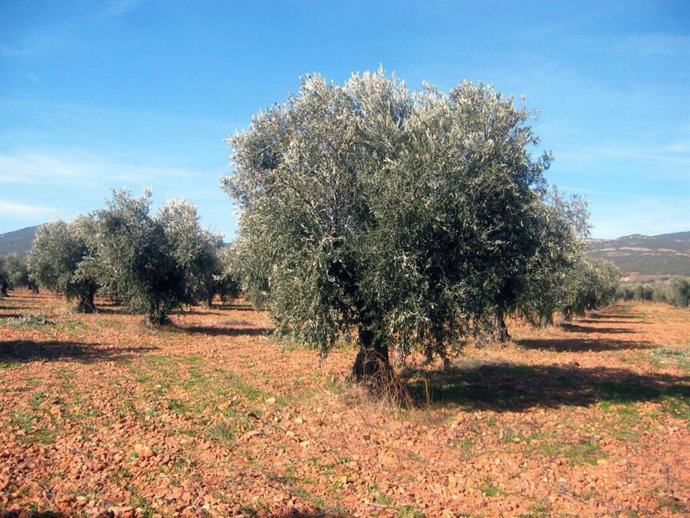 Archivo - Olivar, campo.