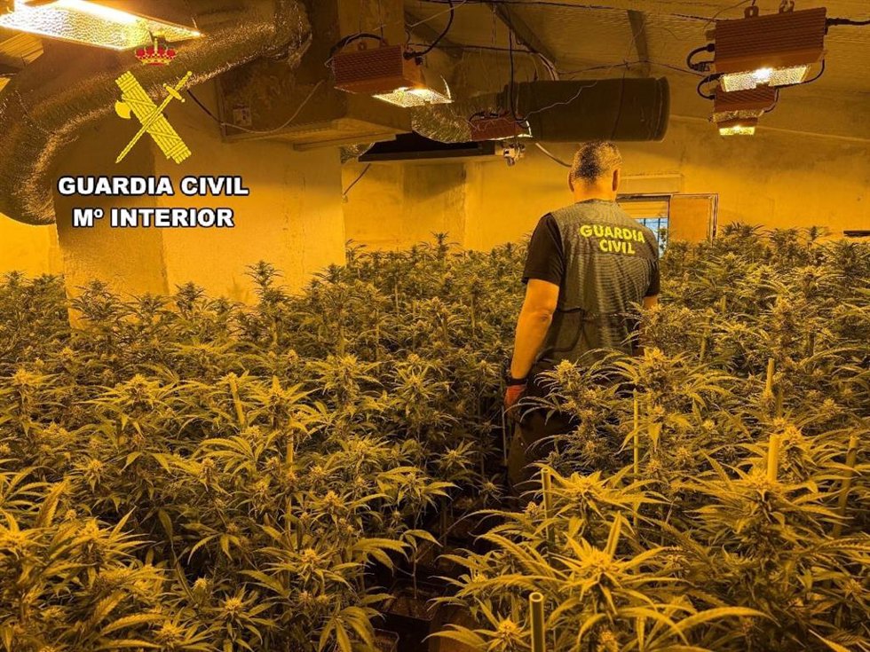 Un agente en la plantación de marihuana desmantelada.