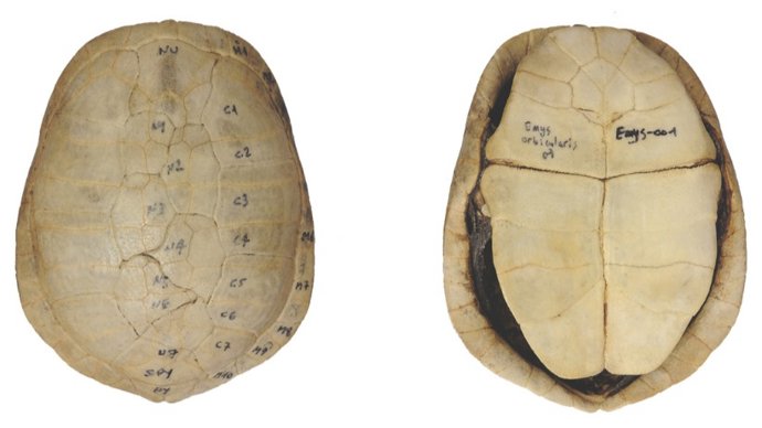 Un estudi en el jaciment del Collado revela el consum alimentari de tortugues d'aigua dolça durant el Mesolític